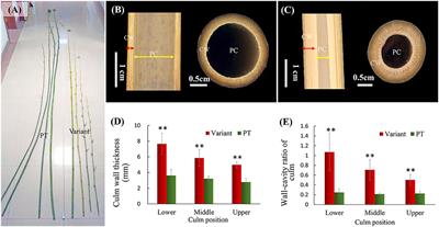 Anatomical Characteristics and Variation Mechanisms on the Thick-Walled and Dwarfed Culm of Shidu Bamboo (Phyllostachys nidularia f. farcta)